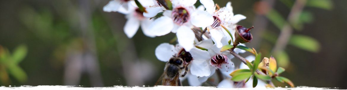 slide-manuka.jpg